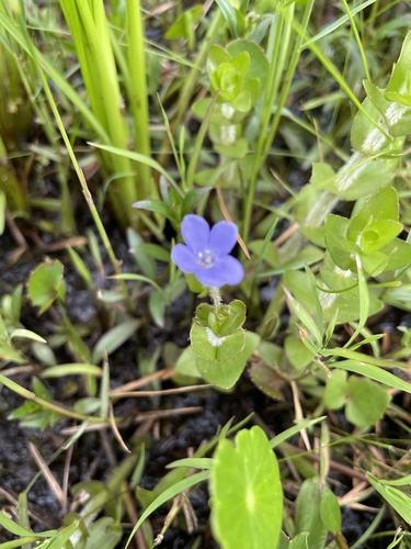 Bacopa caroliniana, photograph 5