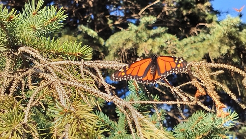 Monarch