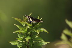 Papilio polyxenes