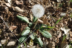 Taraxacum obovatum