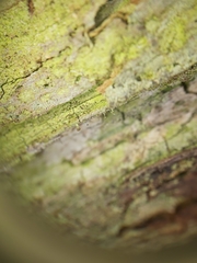 Chaenotheca xyloxena