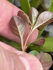 (c) James Hardee, some rights reserved (CC BY) Ludwigia repens, photograph (c) James Hardee, some rights reserved (CC BY)