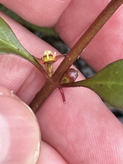 (c) James Hardee, some rights reserved (CC BY) Ludwigia repens, photograph (c) James Hardee, some rights reserved (CC BY)