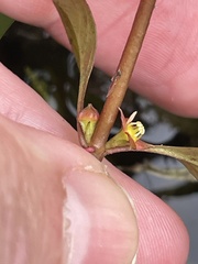 (c) James Hardee, some rights reserved (CC BY) Ludwigia repens, photograph (c) James Hardee, some rights reserved (CC BY)