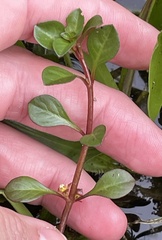 Ludwigia repens, photograph (c) James Hardee, some rights reserved (CC BY)