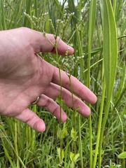 Mitreola petiolata, photograph (c) James Hardee, some rights reserved (CC BY)