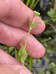 Mitreola petiolata, photograph (c) James Hardee, some rights reserved (CC BY)