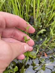 Mitreola petiolata, photograph (c) James Hardee, some rights reserved (CC BY)