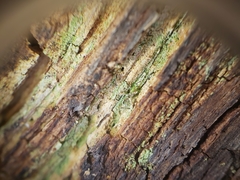 Chaenotheca xyloxena