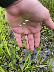 Mitreola petiolata, photograph (c) James Hardee, some rights reserved (CC BY)