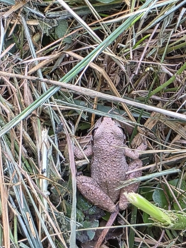 Wood Frog