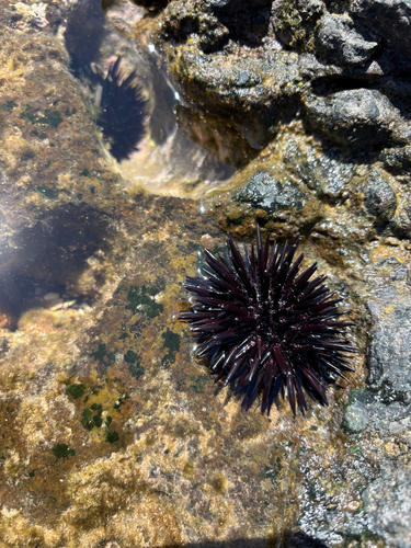 Echinometra oblonga, 2026-09-10