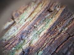 Chaenotheca xyloxena