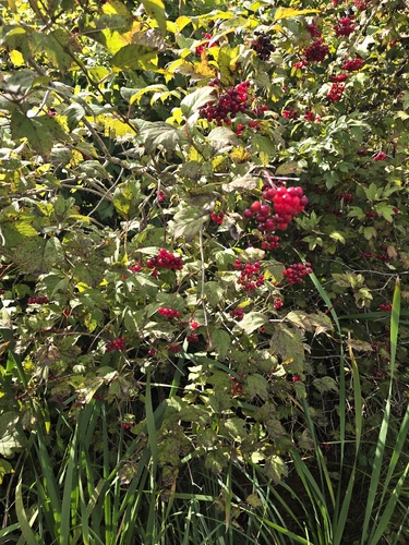 guelder-rose