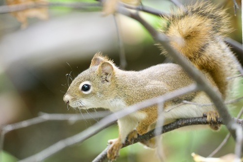 American Red Squirrel