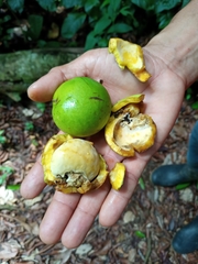 Caryocar costaricense