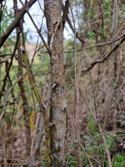 Maclura cochinchinensis, photograph (c) Elizabeth Meier, some rights reserved (CC BY)