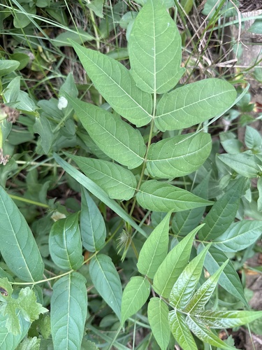 tree-of-heaven