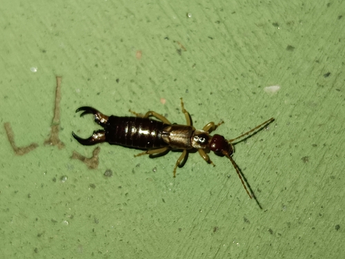 Western Earwig
