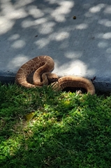 Crotalus ruber ruber