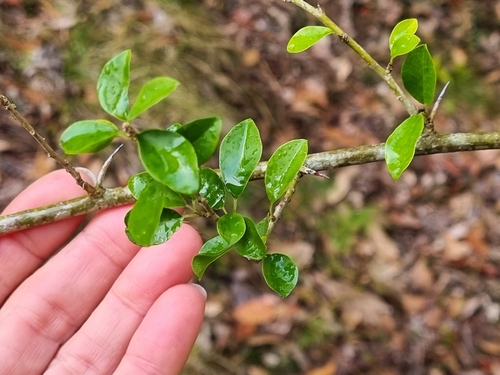 Maclura cochinchinensis, photograph 3