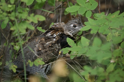 Ruffed Grouse
