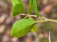 Maclura cochinchinensis, photograph (c) Elizabeth Meier, some rights reserved (CC BY)
