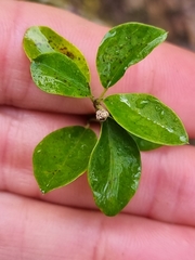 Maclura cochinchinensis, photograph (c) Elizabeth Meier, some rights reserved (CC BY)