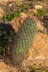 Coryphantha clavata stipitata