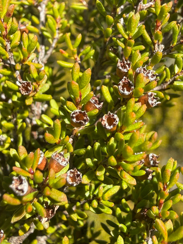 Baeckea gunniana observed 2026-08-16