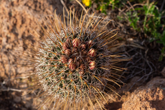 Coryphantha clavata stipitata