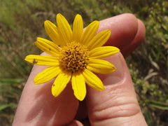 Helianthus occidentalis
