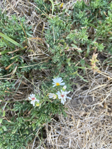 white prairie aster