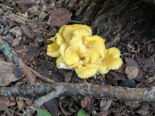 Golden Oyster Mushroom