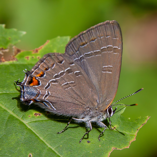 Banded Hairstreak photo 4
