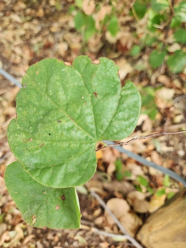 eastern redbud