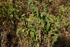 Buddleja sessiliflora