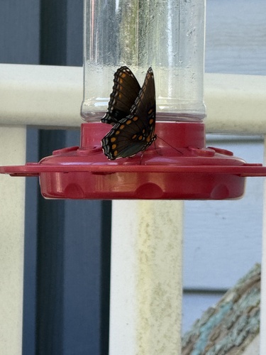 Red-spotted Admiral