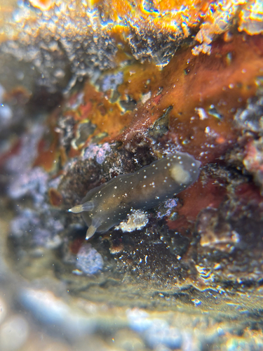 Dendrodoris nigra, 2026-09-10