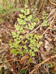 Adiantum atroviride, photograph (c) Elizabeth Meier, some rights reserved (CC BY)