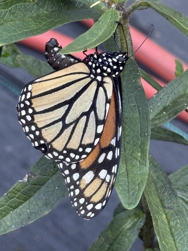 Monarch