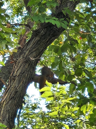 Eastern Fox Squirrel