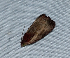 Olethreutes inornatana