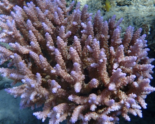 Acropora tenuis observed 2026-09-09