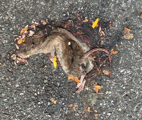 Rat photographed near here on 2026-09-10