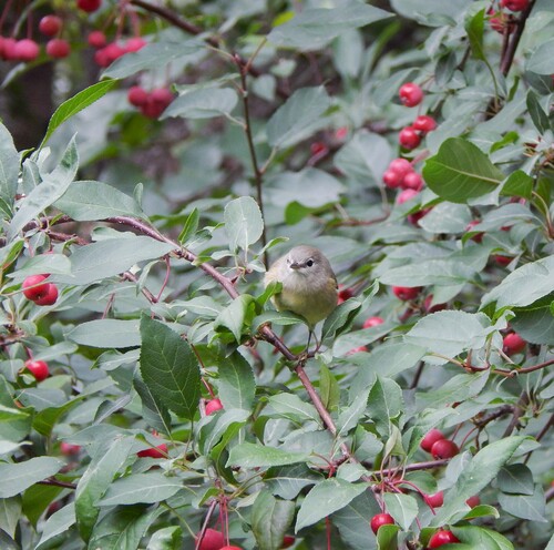 Orange-crowned Warbler