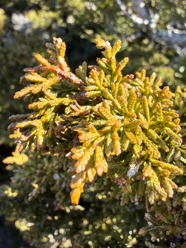 Diselma archeri, 2026-08-15