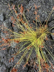Bulbostylis capillaris, photograph (c) Robin White, some rights reserved (CC BY)
