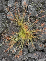 Bulbostylis capillaris, photograph (c) Robin White, some rights reserved (CC BY)