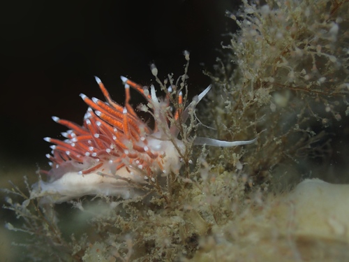Slender Eolis, Oosterschelde, Zeeuwse meren, 158_13_400, NL, photo 8 of 10